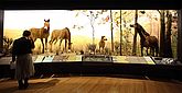 The horse exhibition, Diorama, American Museum of Natural History