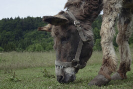  burg giebichenstein kunsthochschule halle  industrial design experimental design methods