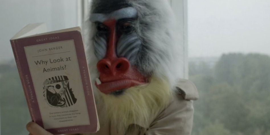 Das Bild zeigt eine Person mit einer Mandrill-Maske, die das Buch „Why Look at Animals?“ des britischen Schriftstellers John Berger liest. Es ist ein Filmstill aus dem Dokumentarfilm "The Season of Quincy: Four Portraits of John Berger"