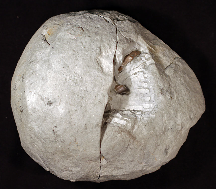 Nahaufnahme eines hellen, nahezu kugelförmigen Steins vor schwarzem Hintergrund. Der Stein wirkt rau und kalkig, mit feinen Rissen, die unregelmäßig über seine Oberfläche verlaufen. Ein deutlicher Spalt zieht sich von oben nach unten durch das Objekt. In einer aufgebrochenen Vertiefung im oberen rechten Bereich wird das Innere sichtbar: Dort erscheinen mehrere kleine, braune, schalenartige Formen, die wie fossile Einschlüsse oder versteinerte Organismen wirken. Um diese Einschlüsse herum zeichnet sich eine hellere, strukturierte Fläche mit regelmäßig angeordneten, rechteckigen Mustern ab, die sich klar von der umgebenden Gesteinsoberfläche unterscheidet. Das Objekt liegt isoliert vor dunklem Hintergrund, wodurch seine Form, die Rissstruktur und die freigelegten inneren Details stark hervortreten.