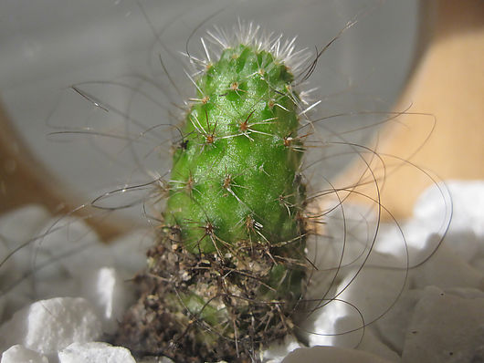 the Cactus Project von C-Lab